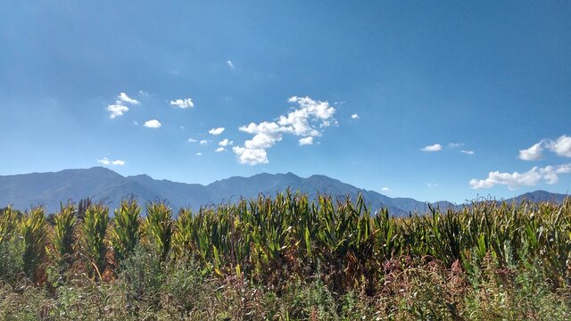 paisaje monta&ntilde;a y campo de maiz o choclos