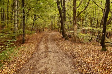 Fototapeta premium Forest trail with colorful autumn leaves and sunlight