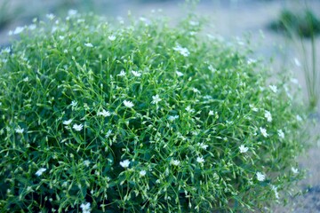 White little flowers on a green bush