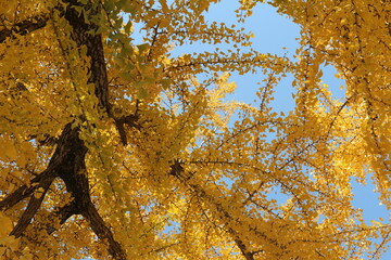 Ginkgo leaves against clear blue sky in autumn, South Korea