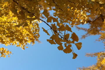 Ginkgo leaves against clear blue sky in autumn, South Korea