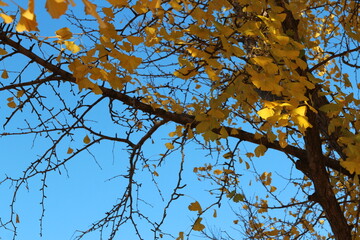 Ginkgo leaves against clear blue sky in autumn, South Korea