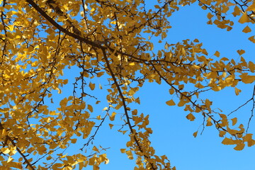 Ginkgo leaves against clear blue sky in autumn, South Korea