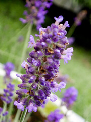 Macro of flower at the garden