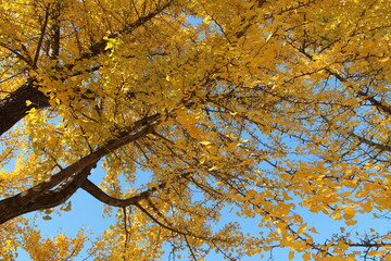 Ginkgo leaves against clear blue sky in autumn, South Korea