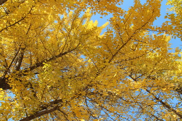 Ginkgo leaves against clear blue sky in autumn, South Korea