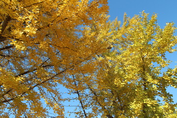 Ginkgo leaves against clear blue sky in autumn, South Korea