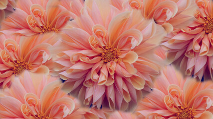 pink dahlia flowers background texture or wallpaper