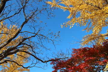 Tree branches with the yellow Ginkgo leaves and red maple leaves against clear blue sky in autumn, South Korea