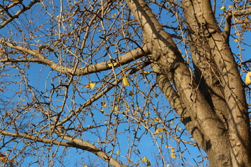 Obraz premium Ginkgo leaves and branches against clear blue sky in autumn, South Korea
