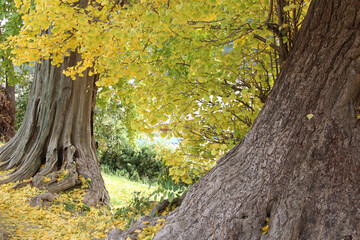 Old Ginkgo trees and yellow leaves in autumn, South Korea