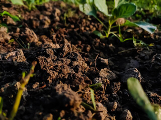 Morning sunlight fall on the soil macro shot in the field.