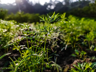 This is the macro shot of the carrot leaves in the winter morning.