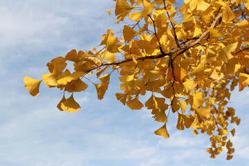 Ginkgo leaves against blue sky in autumn, South Korea