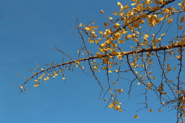 Ginkgo leaves against clear blue sky in autumn, South Korea