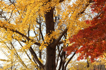 Yellow Ginkgo leaves and red maple leaves as foreground in autumn, South Korea