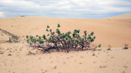 sand dunes in the desert