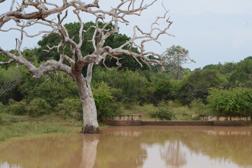 Tree in the water