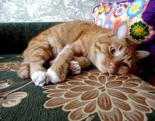 ginger cat lies on the couch with a knitted pillow
