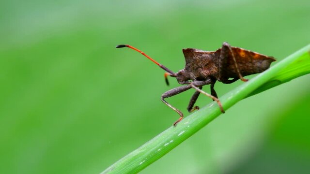 Dock Bugs on a leaf. His Latin name is Coreus marginatus.