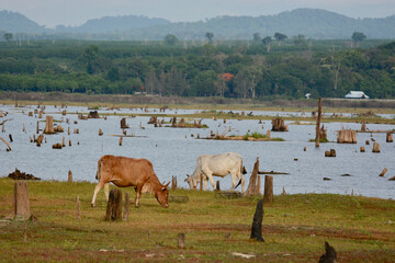 Cows grazing along the swamp