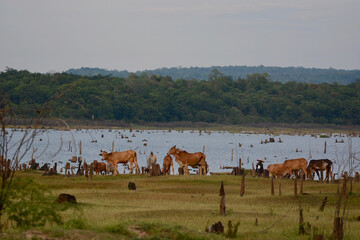 Cows grazing along the swamp