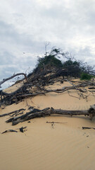 tree on the beach