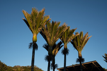 Nikau Palm trees on a blue sky in New Zealand
