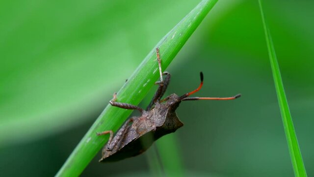 Dock Bugs on a leaf. His Latin name is Coreus marginatus.