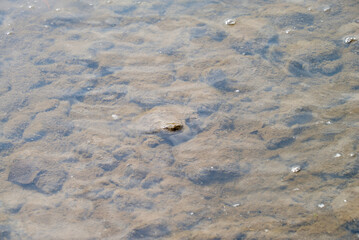 water, river, clear water, silt, river bottom, sand