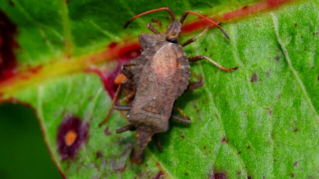 Dock Bugs during the fight. His Latin name is Coreus marginatus.