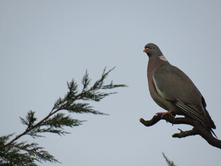 pigeon on tree 