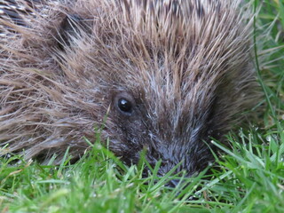 hedgehog in the grass