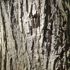 Thick tree bark of a maple tree