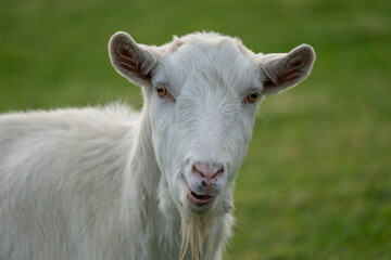 Close up of a white Billy Goat 