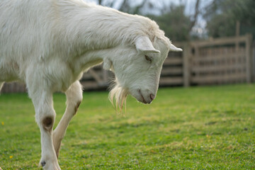 Close up of a white Billy Goat 