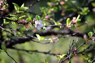 ユスラウメ 白い花のアップ
