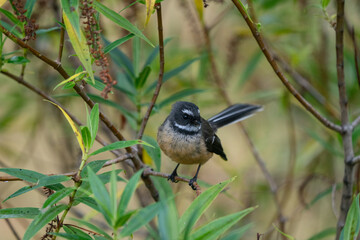 Close up of a Fantail bird also known as a piwakawaka in New Zealand