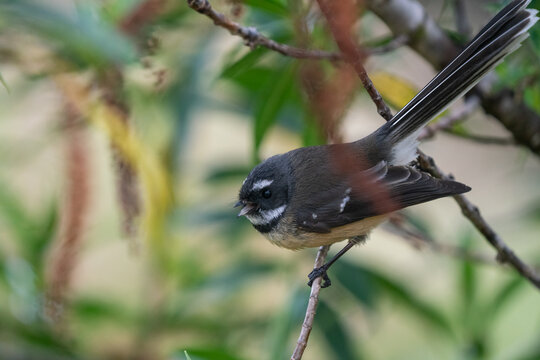 Close up of a Fantail bird also known as a piwakawaka in New Zealand