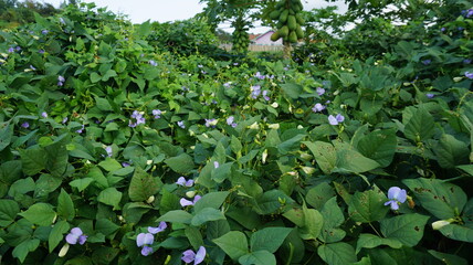 
Purple flowers are very beautiful
which grows among dense foliage and has unique characteristics. Suitable for people who are looking for photos about flowers and plants
suitable as wallpaper 