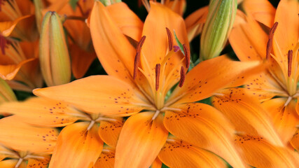 orange tiger lily background texture or wallpaper