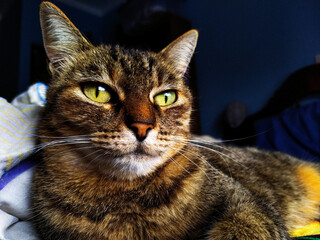 Fotografia de felino en diferentes poses y lugares