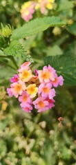 Colorful wildflower.