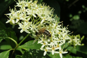 Bee on cornus sanguinea flowers in the garden, closeup