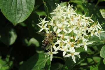 Bee on cornus sanguinea flowers in the garden, closeup