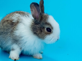 Close up Frist brown and white rabbit animal small banny easter is sitting and funny happy animal have blue isolated background copy space art graphic design