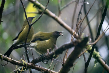 A Bellbird in New Zealand singing in a tree