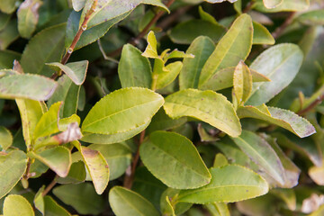 Tea garden at Korakuen Garden in Okayama, Japan. Korakuen was built in 1700 by Ikeda Tsunamasa, lord of Okayama. It is one of the Three Great Gardens of Japan.