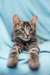 Little charcoal bengal cat laying on the blue background.