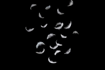 Group of a white bird feathers falling down in the dark. Feather abstract on black background.